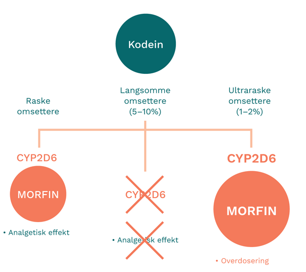 Kodeinmetabolisme CYP2D6